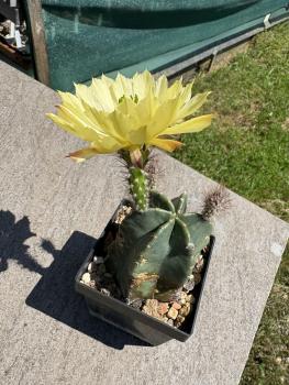 Preview: Echinocereus subinermis